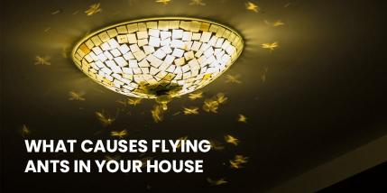 What Causes Flying Ants in Your House